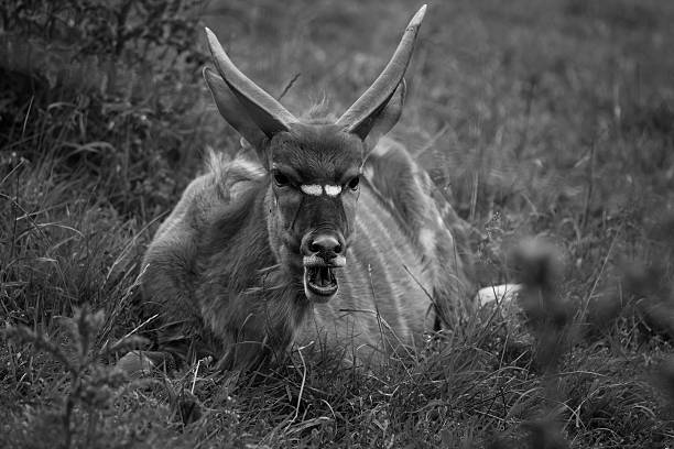 istock Chinese Goral resting. 542218164