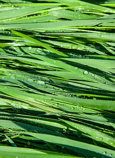 istock Green wheat grass with dewdrops in the morning 542284764