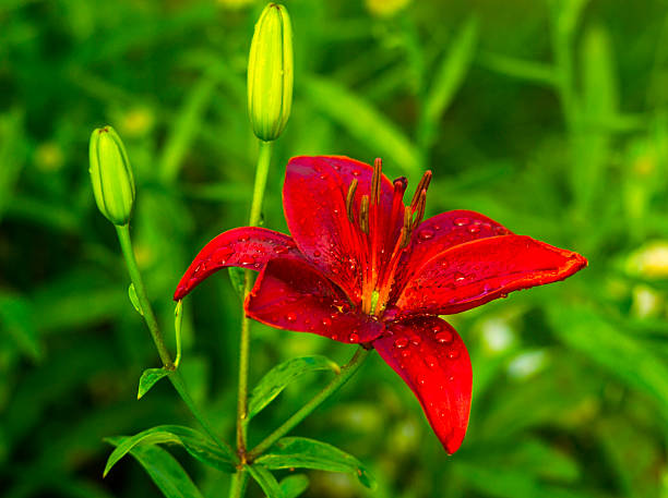 istock Red lily flower. lily flower 542284906