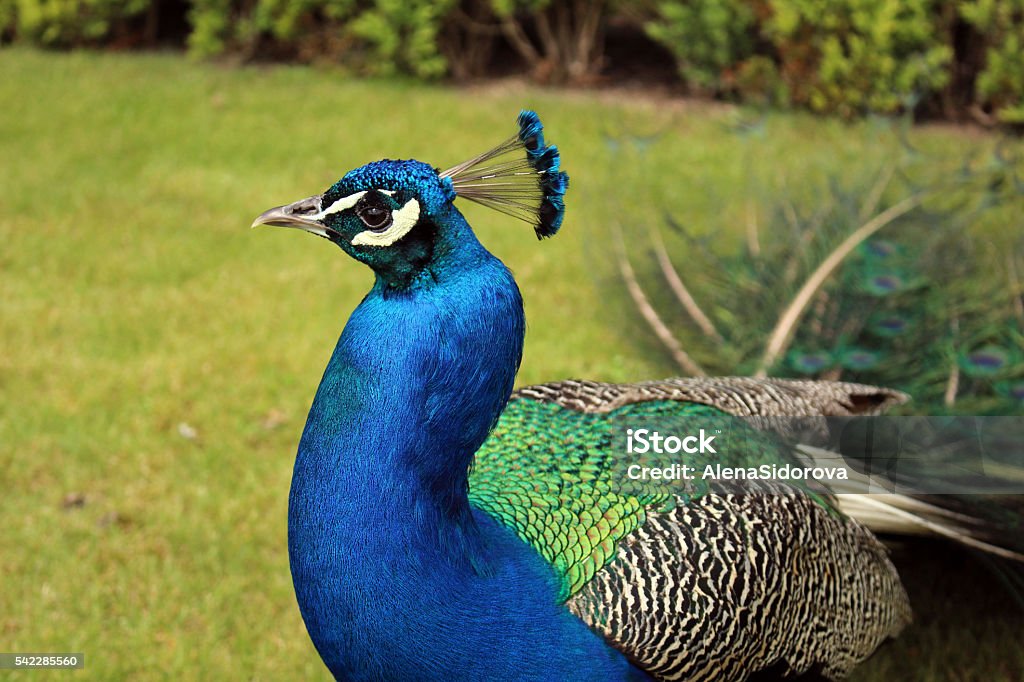 Павлин / Peacock Peacock with bright feathers  Animal Stock Photo
