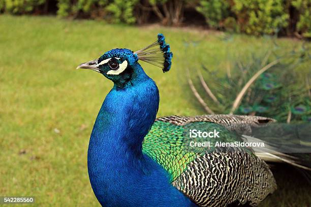 Павлин Peacock Stock Photo - Download Image Now - Animal, Animal Wildlife, Beauty In Nature