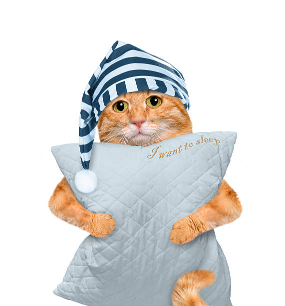 Sleepy cat in a cap with a pillow. stock photo