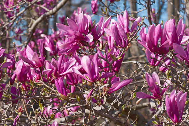 Girl hybrid magnolia Ann Girl hybrid magnolia Ann (Magnolia x hybrid Ann). Hybrid between Magnolia liliiflora and Magnolia stellata jane magnolia stock pictures, royalty-free photos & images