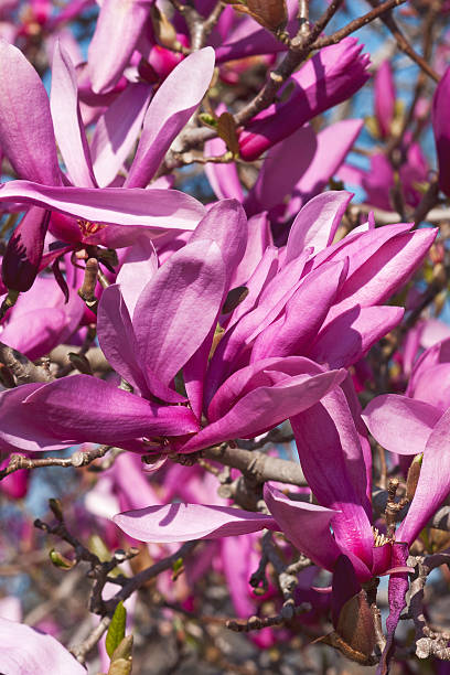 Girl hybrid magnolia Ann Girl hybrid magnolia Ann (Magnolia x hybrid Ann). Hybrid between Magnolia liliiflora and Magnolia stellata jane magnolia stock pictures, royalty-free photos & images