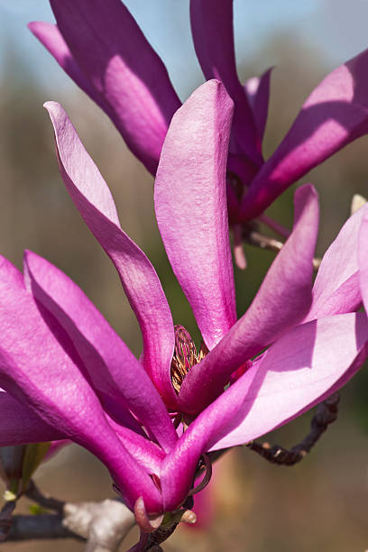 Girl hybrid magnolia Ann flower Girl hybrid magnolia Ann flower (Magnolia x hybrid Ann). Hybrid between Magnolia liliiflora and Magnolia stellata jane magnolia stock pictures, royalty-free photos & images