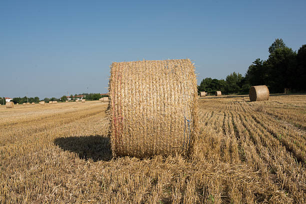 istock bale of hay 542288688