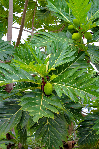 istock breadfruit : the large, round, starchy fruit of a tropical 542288910