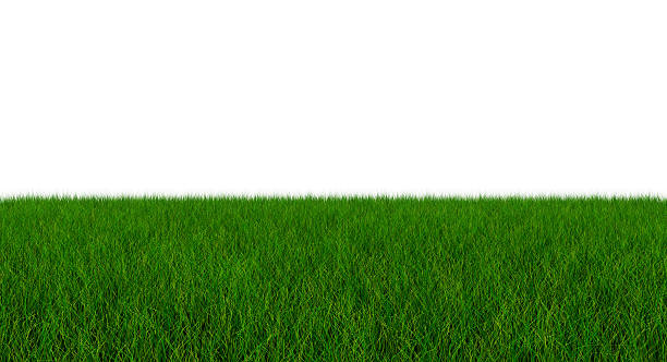 istock Green Blade of Grass Isolated On White Background - 3D 542289018