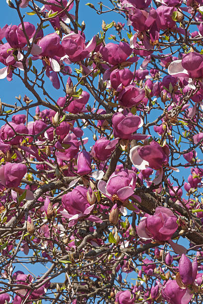 istock Grace McDade saucer magnolia flowers 542290096