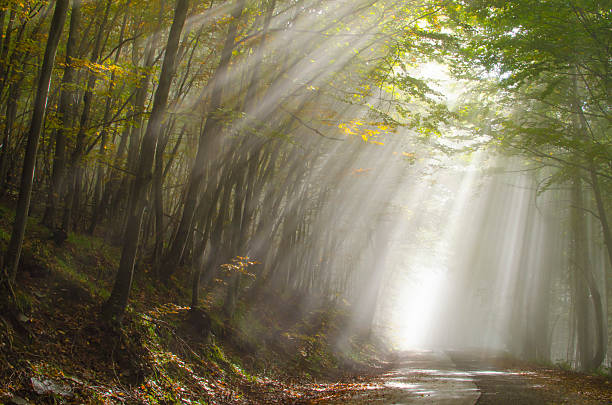 istock Vratsa mountain national park - road to Purshevitza hut 542291518
