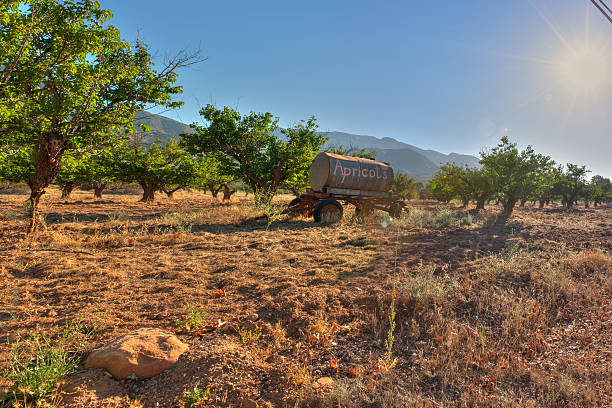 istock Summer time over apricot orchard. 542292258