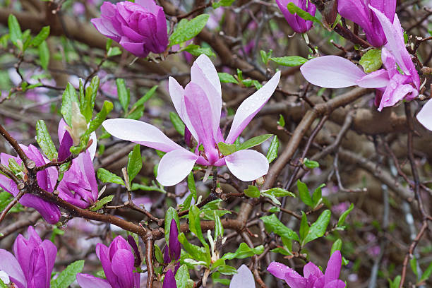 Girl hybrid magnolia Ann Girl hybrid magnolia Ann (Magnolia x hybrid Ann). Hybrid between Magnolia liliiflora and Magnolia stellata jane magnolia stock pictures, royalty-free photos & images