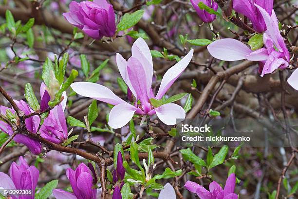 Girl Hybrid Magnolia Ann Stock Photo - Download Image Now - Bush, Flower, Flower Head