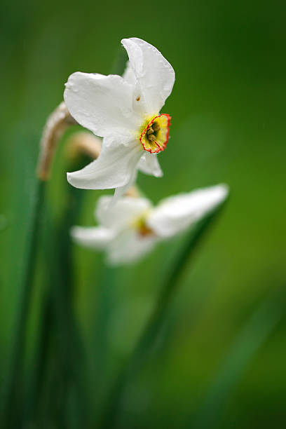 istock Natural flowerbed, white fresh narcissus. 542292394