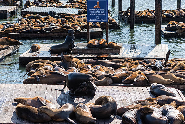 istock California Sea Lions (Zalophus californianus) 542292398