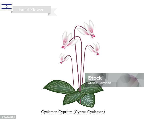 Vetores de Cyclamen Cyprium A Flor Nacional De Israel e mais imagens de  Cíclame - Cíclame, Adulação, Bandeira - iStock