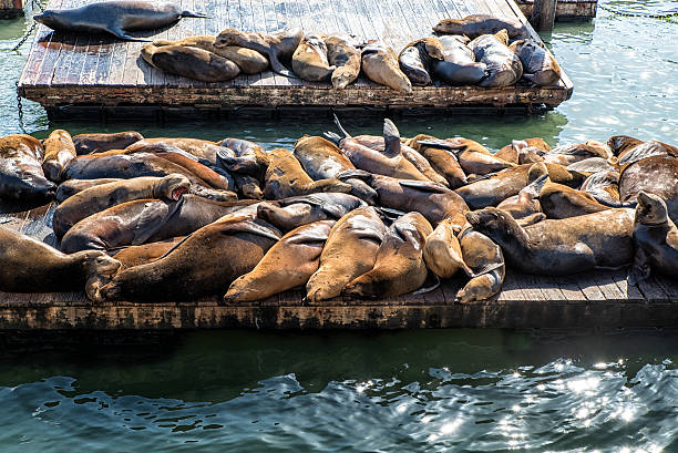 istock Sea Lions at Pier 39 542293632