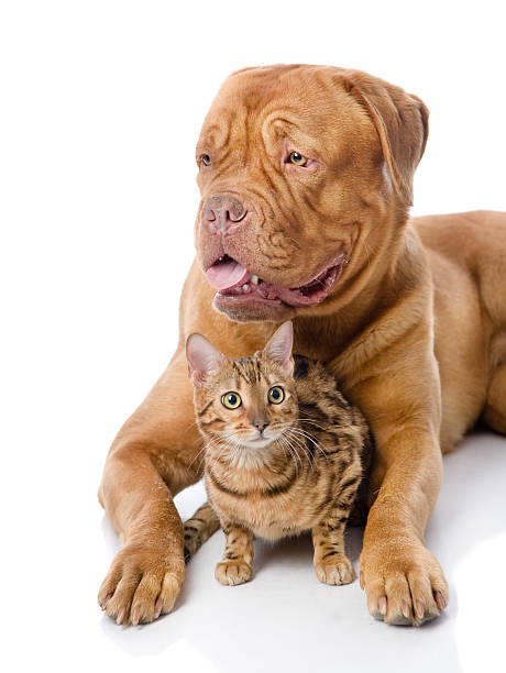 istock French mastiff and Bengal cat lying together. 542295520