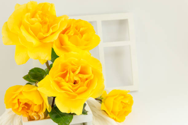 Yellow roses in full blossom placed on a table