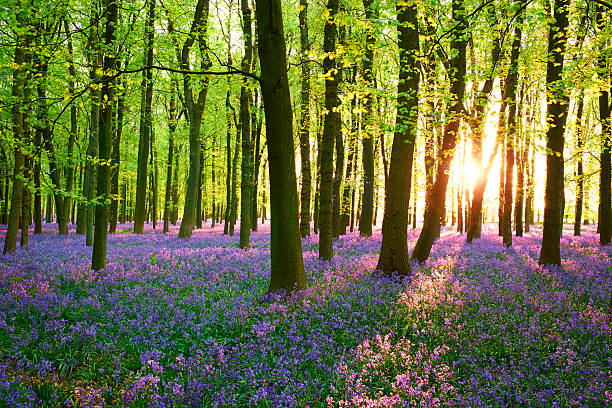 Evening Sun In The Bluebell Wood Springtime in the English Countryside, and evening sunshine falls on a carpet of bluebells in a wood.  bluebell photos stock pictures, royalty-free photos & images