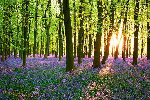 Springtime in the English Countryside, and evening sunshine falls on a carpet of bluebells in a wood. 