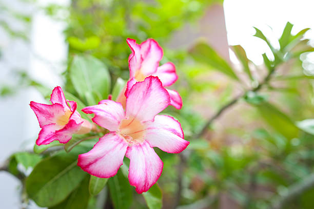 istock Floral background,Pink Desert Rose 542296014