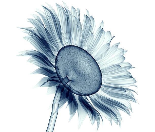 immagine un raggi x di un fiore sola su bianco, il girasole - roentgenogram foto e immagini stock