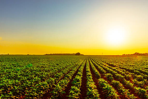 Soybean field in sunset on farm Soybean plants on farm in plain area with direct low sun yield sign photos stock pictures, royalty-free photos & images