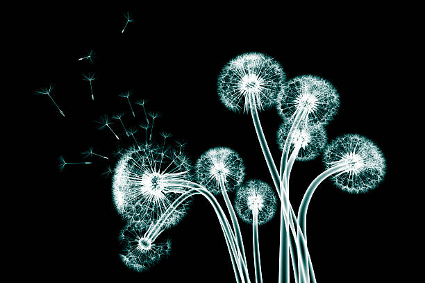 fiore immagine a raggi x isolato su nero, il taraxacum dandel - roentgenogram foto e immagini stock