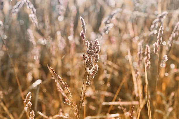 istock Autumn or summer field with dry grass in sunset light 542296394