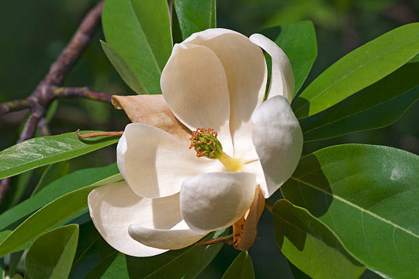 Sweetbay magnolia flower stock photo