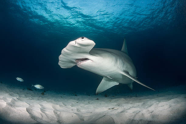 istock Hammerhead shark in the sea 542297310