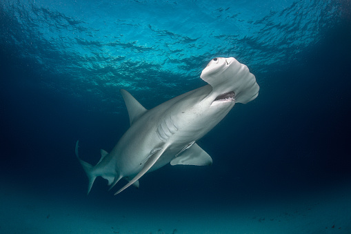 Low angle view of hammerhead shark swimming in the ocean.