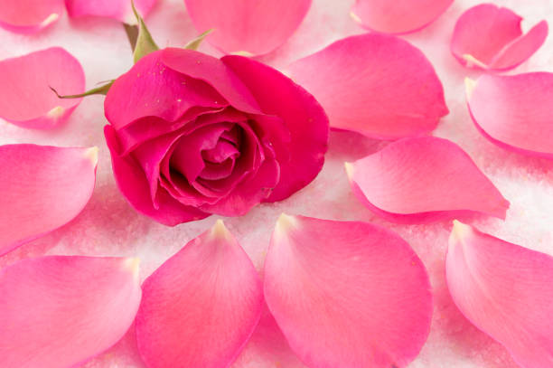 istock Pink rose on rose petals and bath salt 542298508