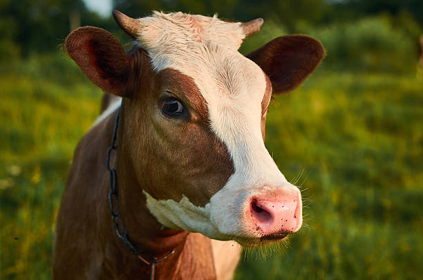 istock Head of a cow against a a summer pasture. 542300720