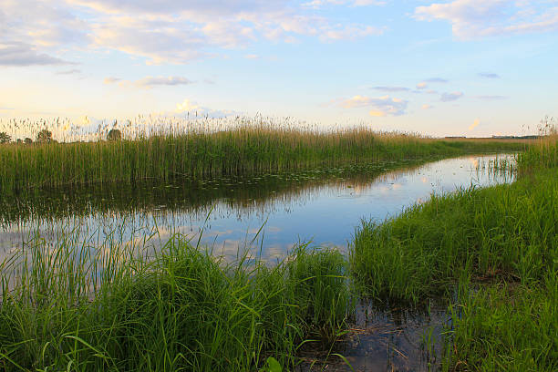 istock River with reeds on the shore 542300998