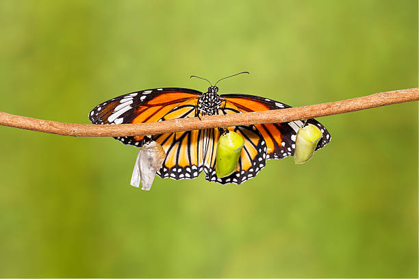 istock Common tiger butterfly emerging from pupa hanging on twig 542301262