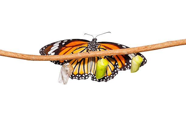 istock Isolated common tiger butterfly emerging from pupa hanging on tw 542301292