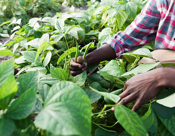 istock Young African Man Standing Smiling garden 542301316