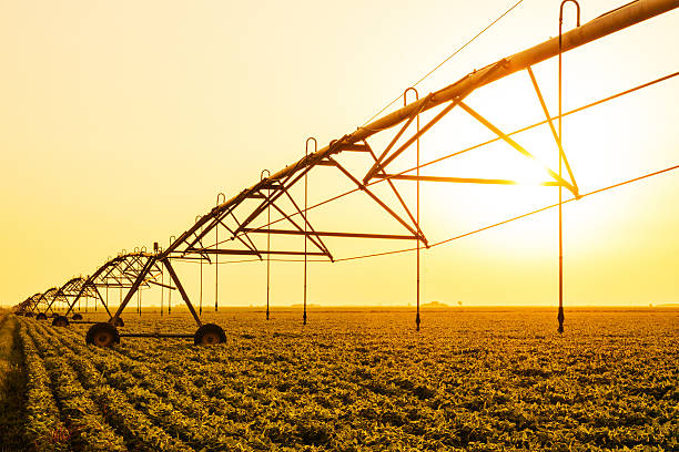 istock Irrigation system on soybean field in sunset on farm 542301320