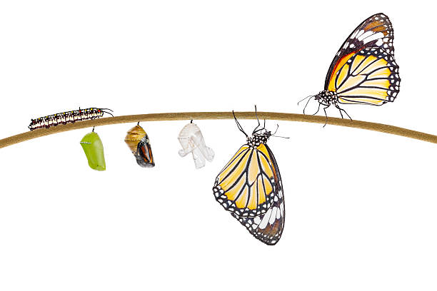 istock Isolated transformation of common tiger butterfly emerging from 542301380