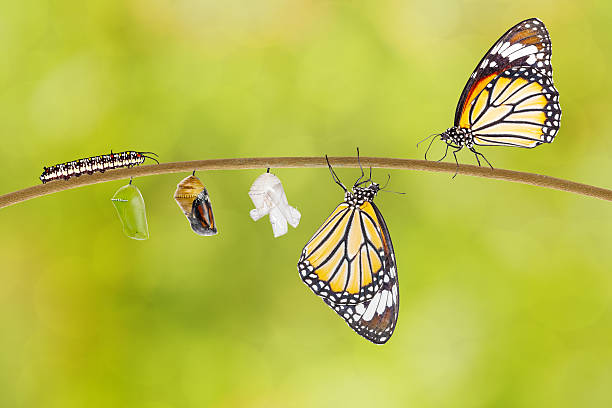 istock Transformation of common tiger butterfly emerging from cocoon 542301438