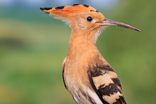 Portrait of hoopoe turn heads,bird - butterfly with tufted