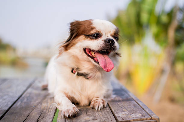 istock Cute dog,Cute pet 542303148