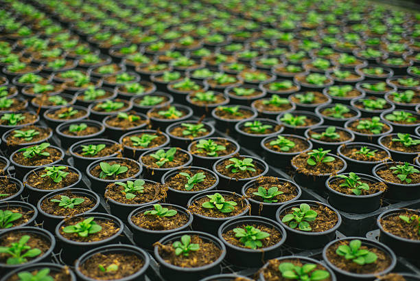 plantas en filas - lifestyles indoors nature business fotografías e imágenes de stock