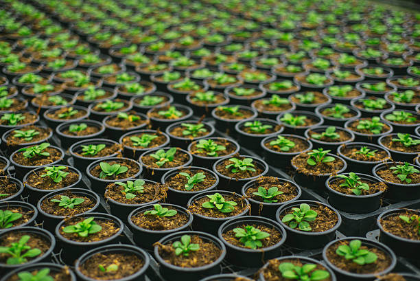 Plants in rows Some green plants in rows greenhouse stock pictures, royalty-free photos & images