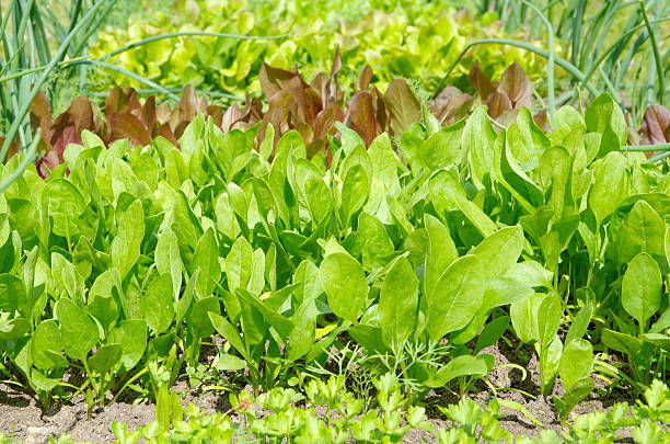 istock Spinach vegetable growing in the garden 542304446