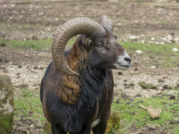 istock Closeup of an Mouflon 542304872