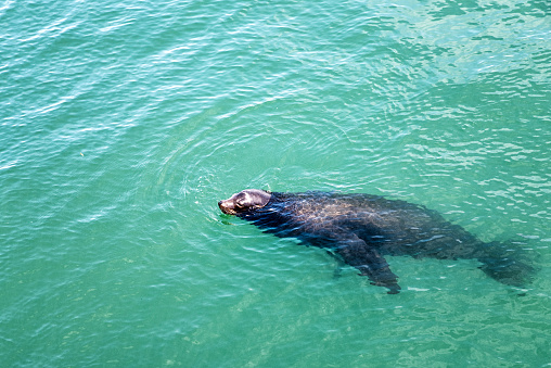 Sea Lion swimming in at San Francisco bay area