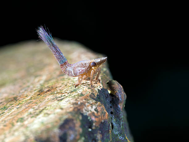 istock Issidae nymph,insect 542305846
